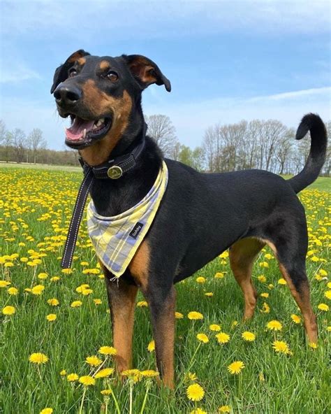  Doberman Shepherds Food Requirements As a big and energetic breed, the Doberman German Shepherd mix may eat plenty of food and become obese if the dog is not supplemented with proper nutrition and a balanced diet