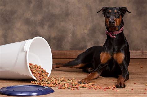  Doberman puppies should eat four times a day when you bring them home at nine to twelve weeks of age
