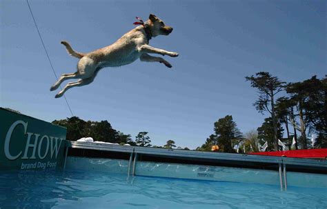  Dock Diving: This is a fun sports activity to enjoy with your dog