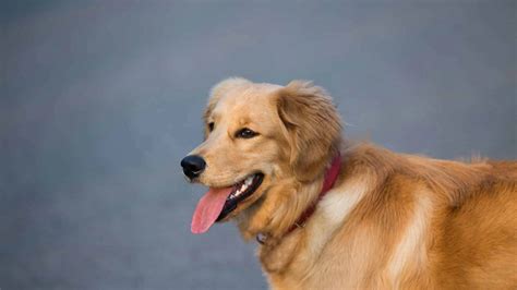  Does a Golden Retriever bark a lot? The Golden Retriever is not one to bark a lot except in cases of boredom or mental stimulation