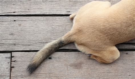  Does it hurt a dog to have its tail cut off? Evidence indicates that puppies have similar sensitivity to pain as adult dogs