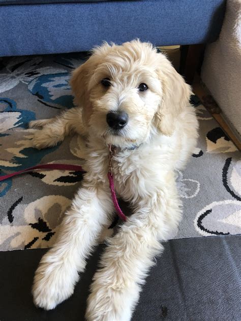  Does your Goldendoodle have a curly and defined mustache? Does your Goldendoodle have a shaggy beard? Does your Goldendoodle have a neat and tidy muzzle? If your Goldendoodle has a mustache that is curly and very defined meaning that you can see it easily , this is a sign that they will grow into a curly hair coat