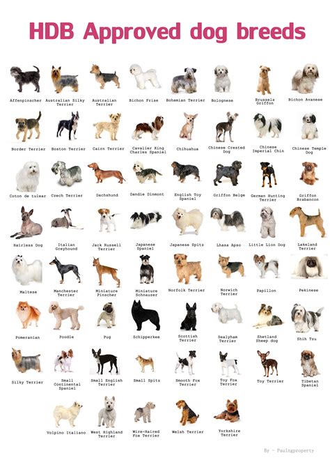  Dog Breed Information