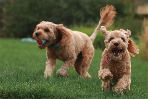  Dog Socialization Dogs are very sociable and Goldendoodles are one of the friendliest breeds
