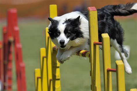  Dog agility is a great way to combine flexible training with physical exertion and socializing