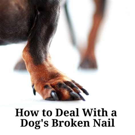  Dog nails can hurt other people or animals when they get playful