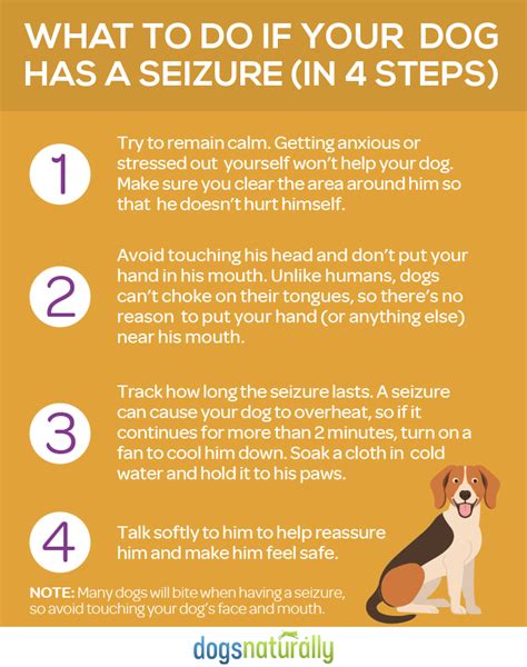  Dog owners can turn to several different treatment options to aid their pets with epilepsy