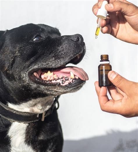  Dog owners notice that the CBD oil makes hyperactive pets more relaxed and stress-free