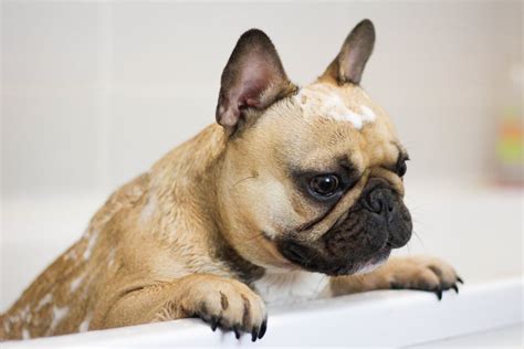  Dog-specific shampoo: Bulldogs should be bathed every months or as needed using a mild, dog-specific shampoo