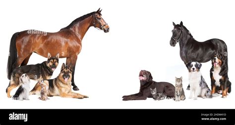  Dogs, cats, and horses suffer from conditions that take joy and happiness away from their lives