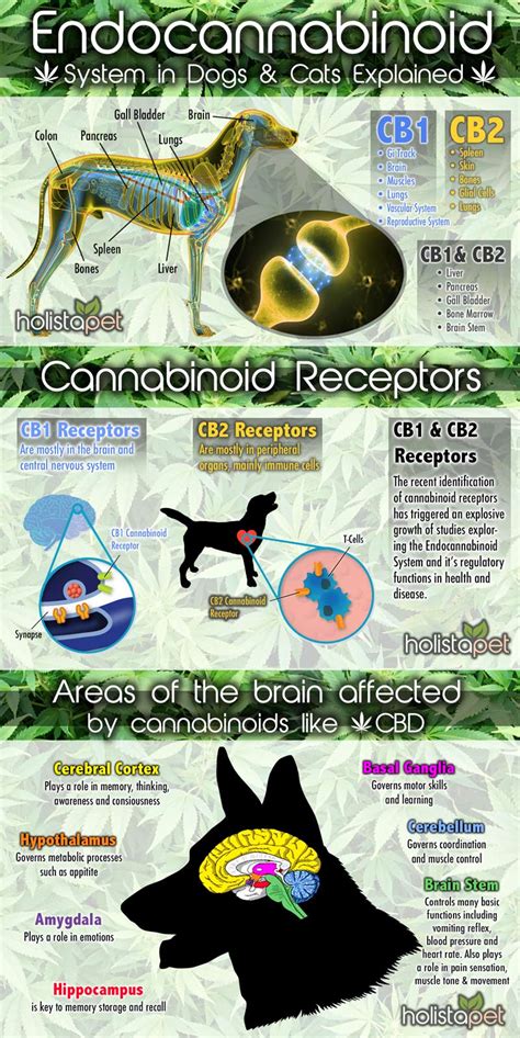  Dogs, cats, and other mammalian animals have an endocannabinoid system just like humans