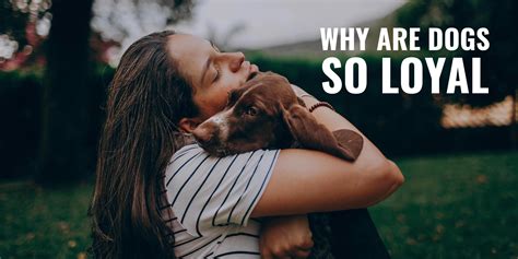  Dogs, with their loyal and loving nature, often mirror our own feelings, and just like us, they can suffer from anxiety and stress