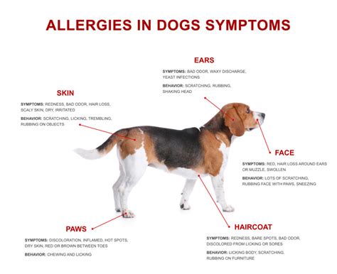  Dogs With Allergies Allergies are on the rise in dogs