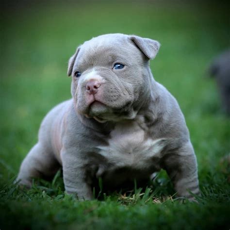  Dogs and Puppies, American Bully