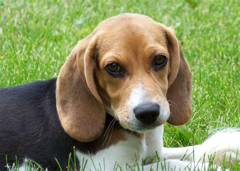  Dogs and Puppies, Beagle