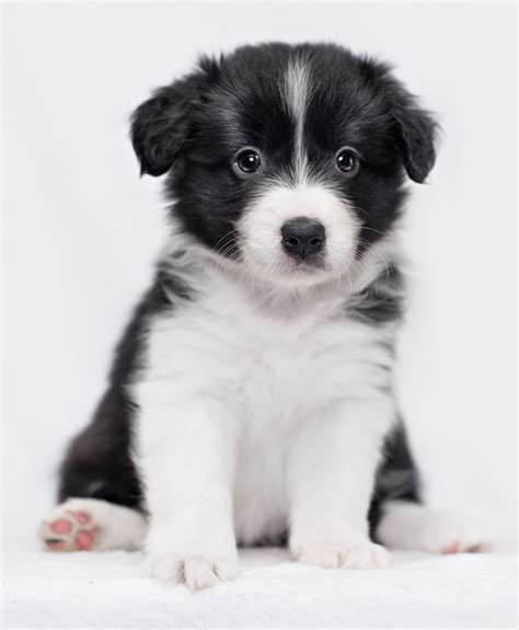  Dogs and Puppies, Border Collie