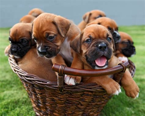  Dogs and Puppies, Boxer