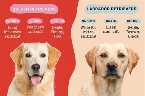  Dogs and Puppies, Labrador Retriever
