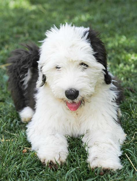  Dogs and Puppies, Old English Sheepdog