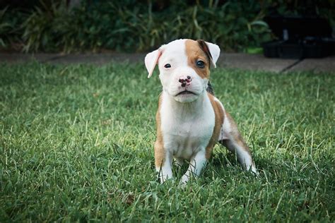  Dogs and Puppies » American Pitbull Terrier