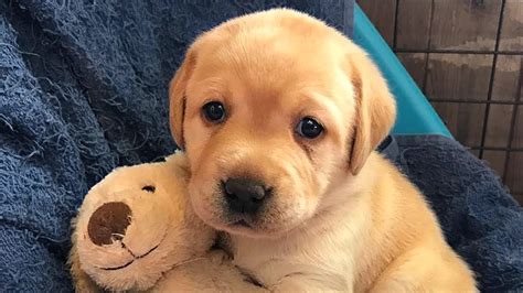  Dogs and Puppies » Labrador Retriever