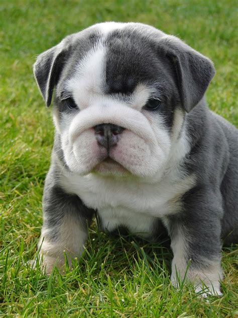  Dogs and Puppies » Olde English Bulldogge