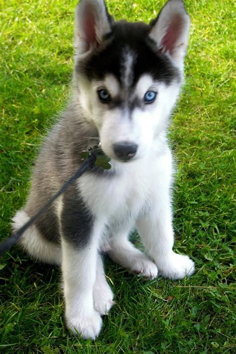  Dogs and Puppies » Siberian Husky