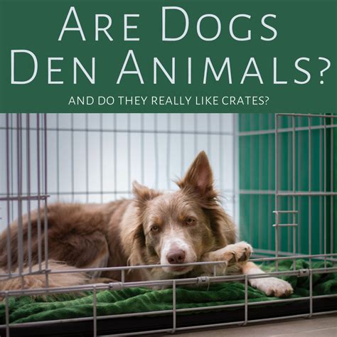  Dogs are and always have been den and pack animals, they naturally and instinctively prefer the shelter of a den