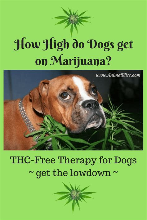  Dogs are more sensitive to THC than humans and get high at lower doses
