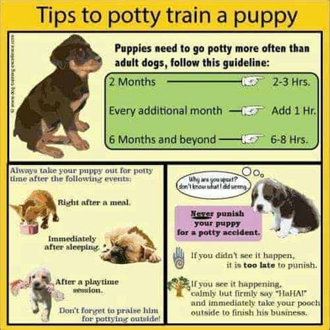  Dogs are not born fully trained, so getting your puppy trained quickly can go a long way to unlearn their more negative traits