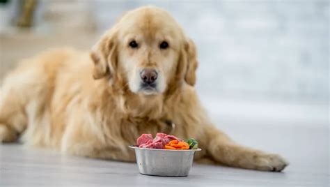 Dogs are omnivores and are designed to eat a balanced diet which can include corn or vegetable products but their main diet should be meat based