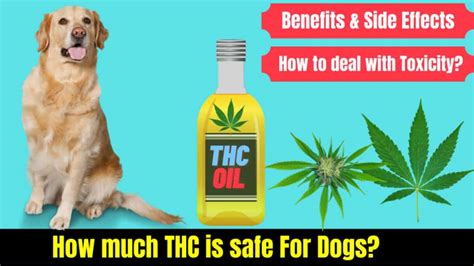  Dogs are very sensitive to THC — far more sensitive than humans