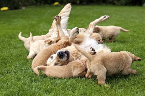 Dogs bred between two and five years have larger litters because they are still young with more active reproductive hormones