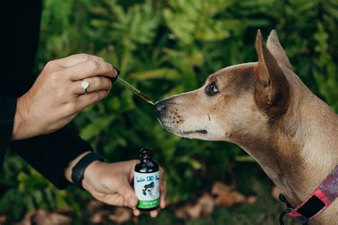  Dogs can overdose on CBD, even though rarely, and pet parents need to be aware of this