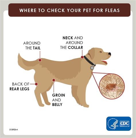  Dogs can pick up some unwanted guests: ticks, fleas, mites, lice, and intestinal worms