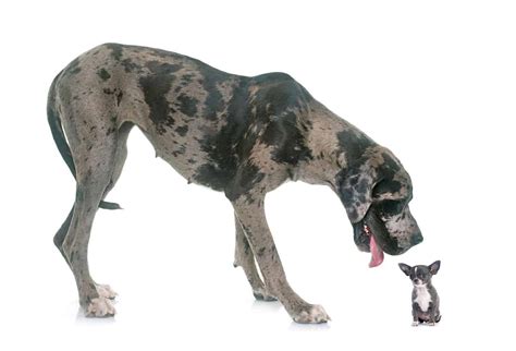  Dogs can vary drastically in size, from Chihuahuas to Great Danes