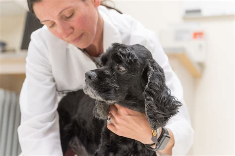  Dogs enrolled in the clinical trial were randomly assigned to the treatment or placebo group
