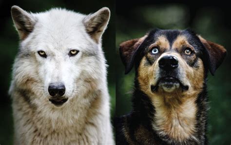  Dogs evolved from the wild wolves and used to survive by hunting
