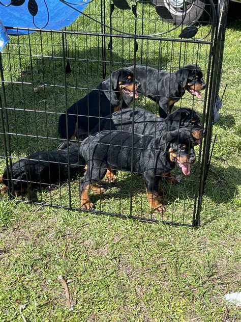  Dogs for Sale in Port Charlotte