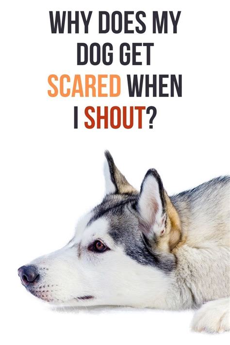  Dogs get scared when you shout