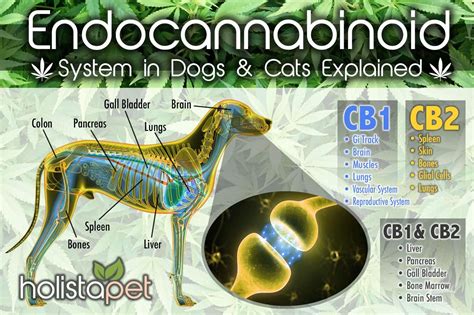  Dogs have an endocannabinoid system