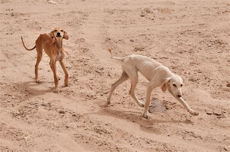  Dogs in Qatar, Free classifieds in Qatar