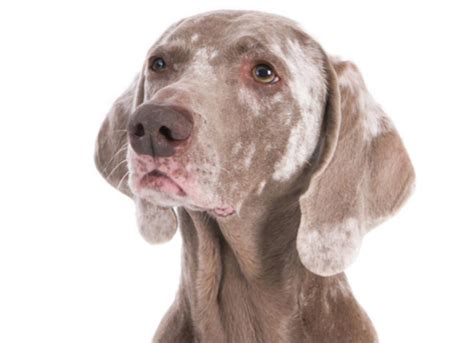  Dogs lacking full pigmentation are more susceptible to various health problems