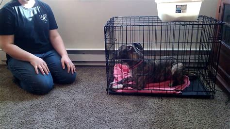  Dogs of any age can be trained to crate on cue using this system