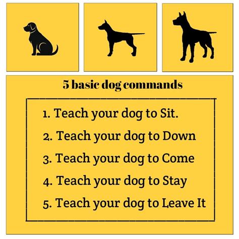  Dogs of this breed are excellent at obeying commands, and you can begin this type of training by teaching basic commands such as stay, down, and up