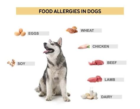  Dogs often develop allergies if they eat the same foods consistently
