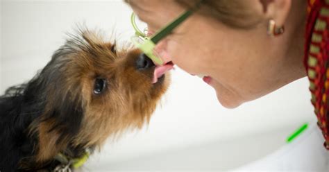  Dogs often have discerning palates, and getting them to take medication can be a challenge