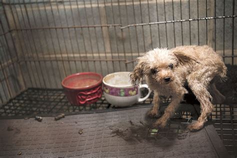  Dogs purchased from puppy mills can mean years of heartache and expensive veterinary care—and perpetuation of a cruel industry