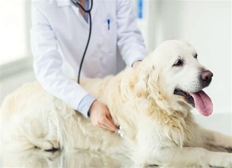 Dogs receiving chemotherapy for cancer tend to have a lot of unwanted side effects
