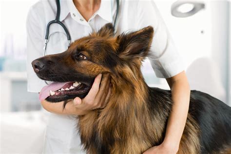  Dogs suffering from Pica will often end up having surgery